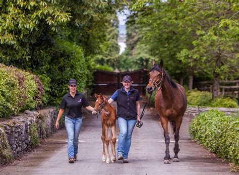 baroda stud|baroda stud farm.